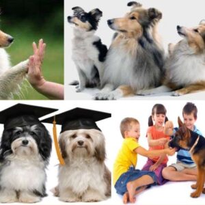 Adestramento de Cães