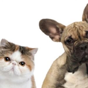 Primeiros Socorros (Cães e Gatos)